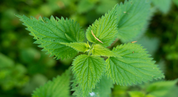 Stinging Nettle - Drweil.com