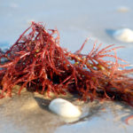 Is Carrageenan Safe? | Food Additives | Andrew Weil, M.D.