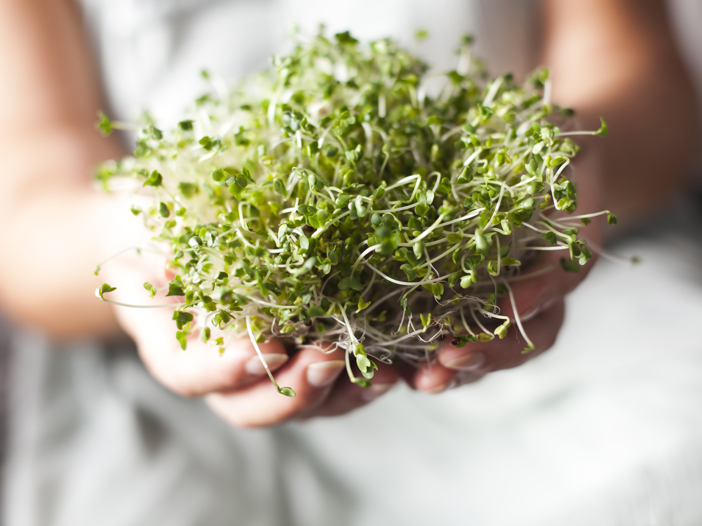 Better Boost From Broccoli Sprouts Ask Dr Weil