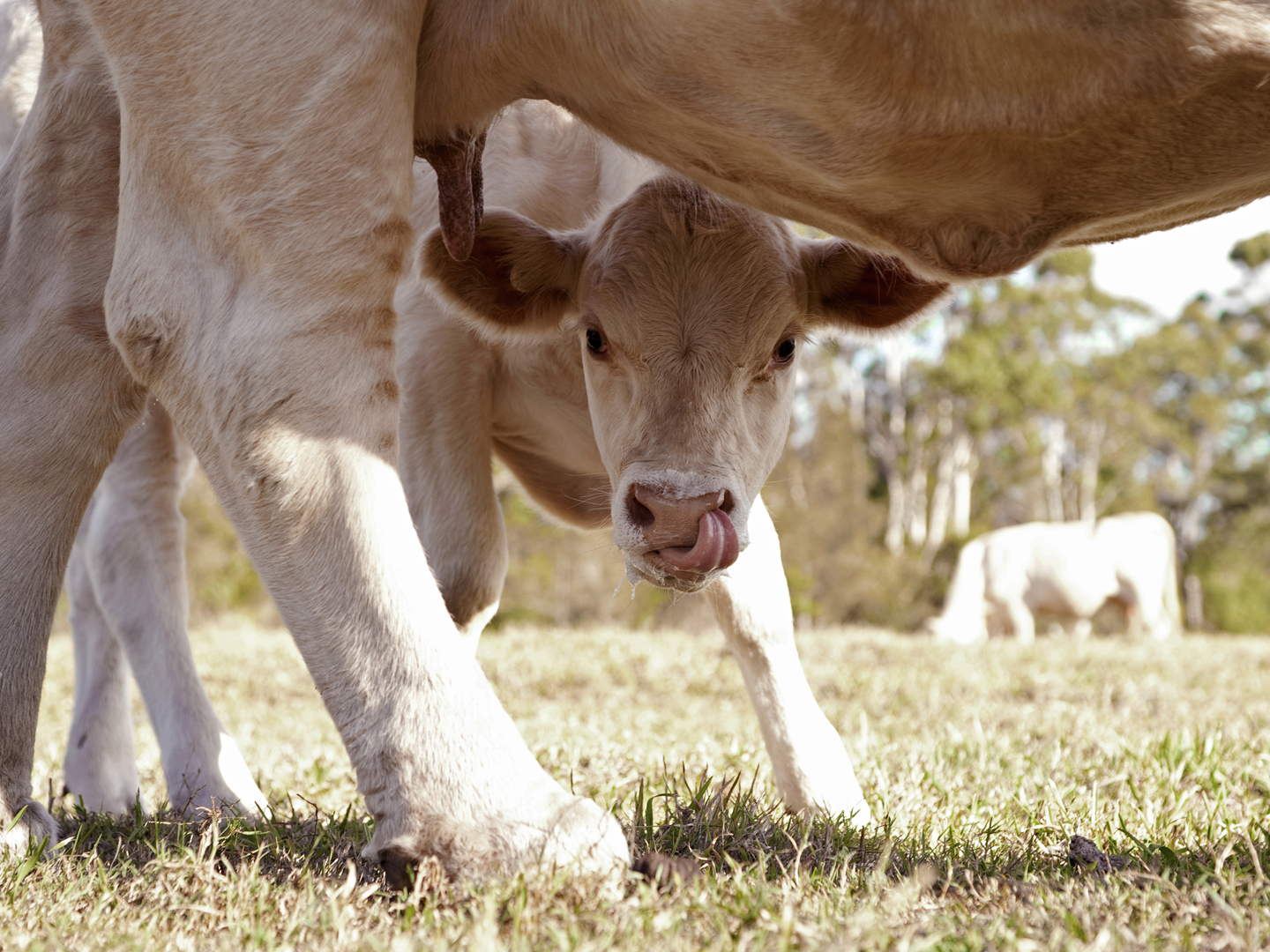 Colostrum Cows Bovine Dr Weil