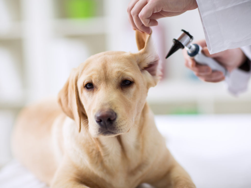 Ranitidine for allergies dogs dosage