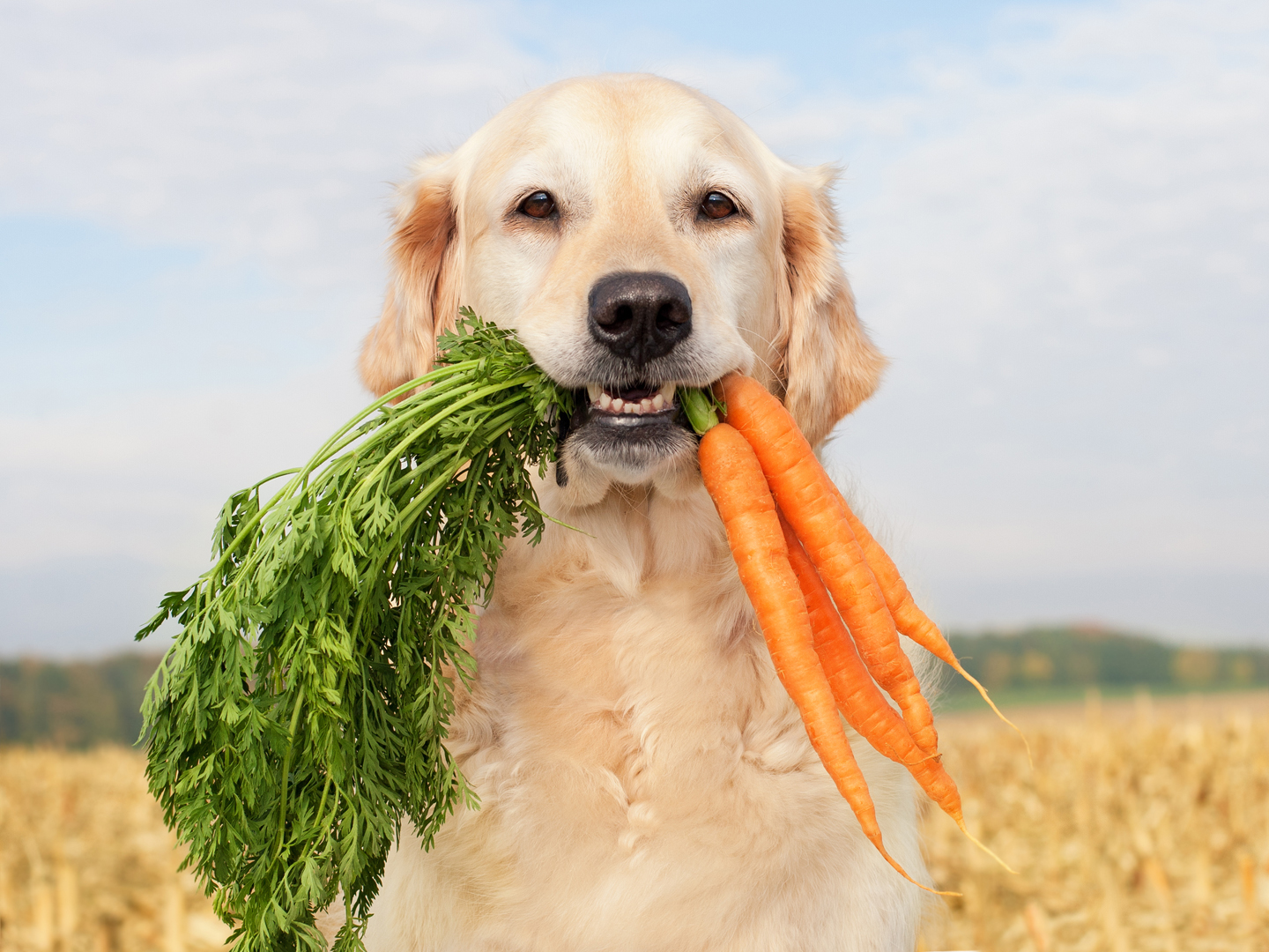 Golden discount retriever supplements