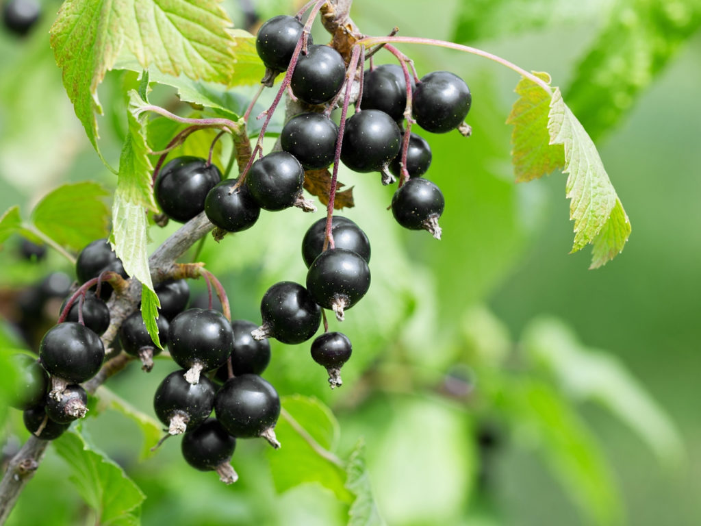 is-black-currant-oil-safe-during-pregnancy-dr-weil