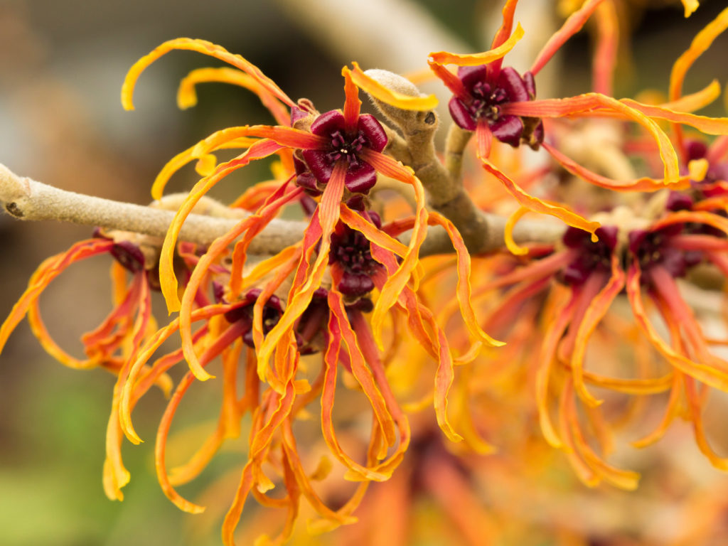 Top Ten Uses For Witch Hazel Personal Care Andrew Weil M D 