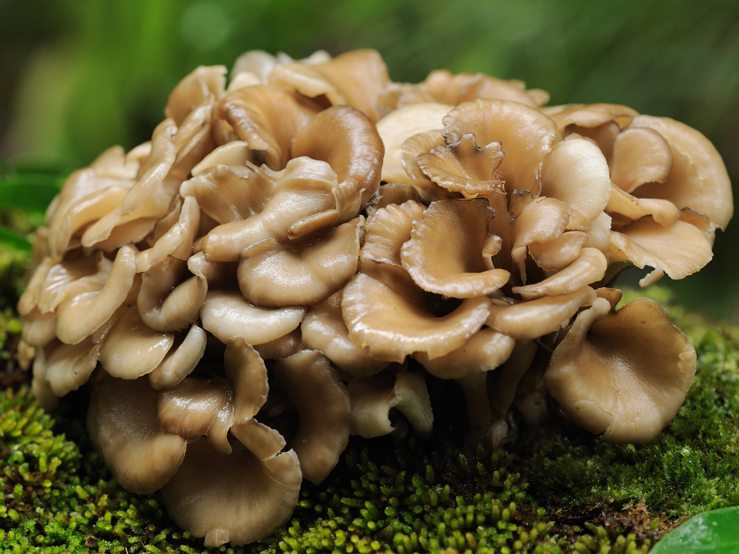 mushrooms-to-prevent-dementia-alzheimer-s-andrew-weil-m-d