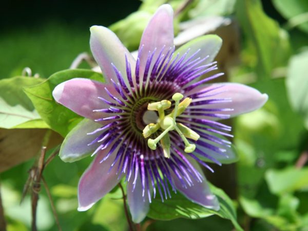 Close up of a passion flower