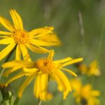Feeling Achy? Try Arnica, A Natural Remedy