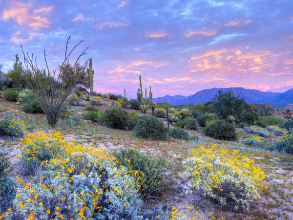 Video: Calling Arizona Home | Dr. Weil