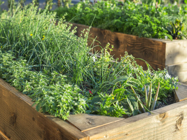 Video: True Food Kitchen Chef&#039;s Herb Garden Tour | Dr. Weil