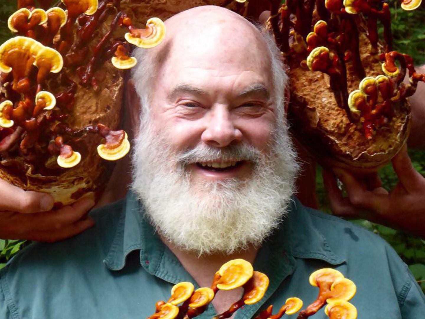 https://www.drweil.com/wp-content/uploads/2020/02/04105702/drweil_reishi2.jpg