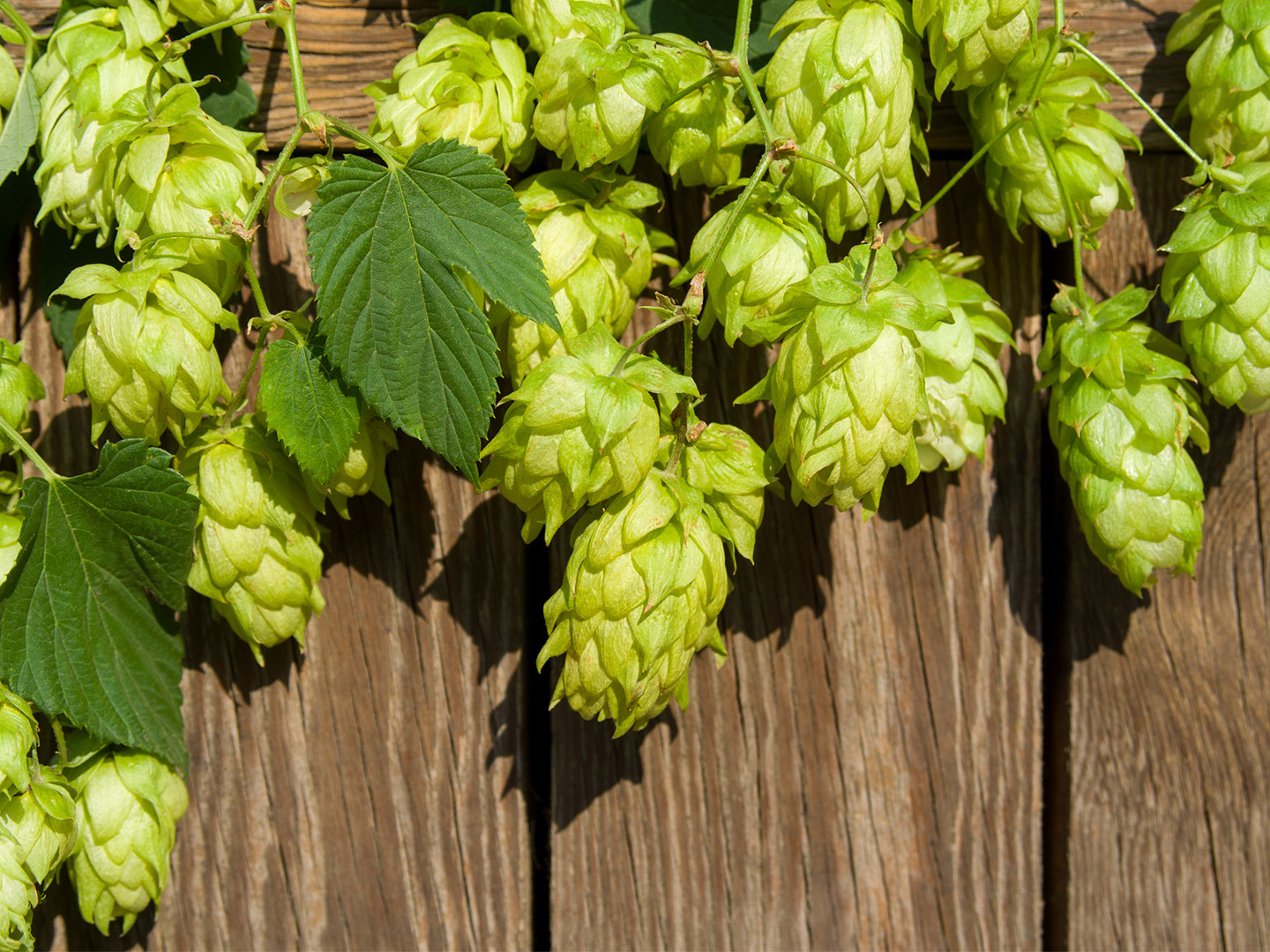 are hops safe around dogs