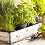 mixed herbs such as basil, chives and rosemary in pots in a wooden tray, gardening tool lying on wooden table